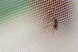 mosquito net,curtains